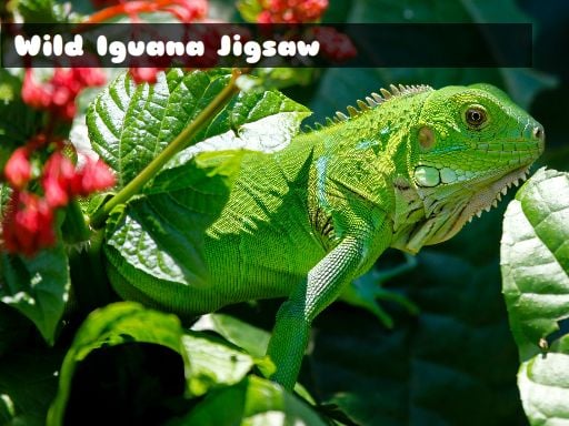 Wild Iguana