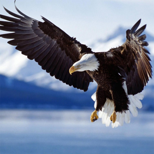 Animals Jigsaw Puzzle - Eagle